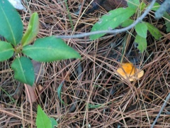 Hygrophoropsis aurantiaca