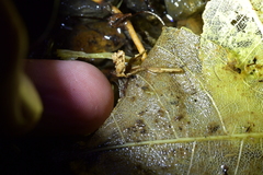 Potamopyrgus oppidanus