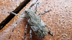 Mesosa nebulosa
