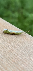Cerurinae