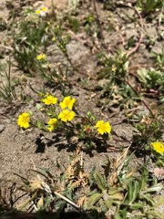 Potentilla luteosericea