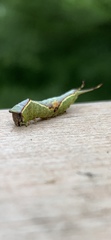 Cerurinae