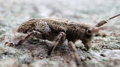 Mesosa nebulosa