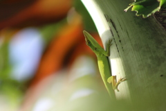Anolis allisoni