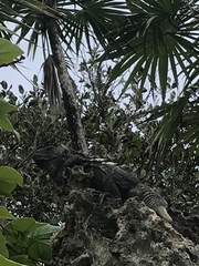 Ctenosaura oedirhina