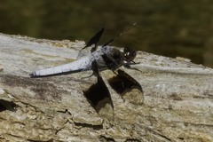 Plathemis lydia