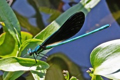 Calopteryx maculata
