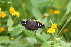Polygonus leo arizonensis