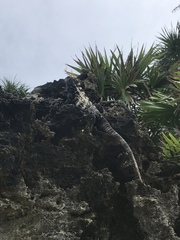 Ctenosaura oedirhina