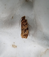 Phaecasiophora niveiguttana