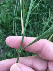 Austrostipa verticillata