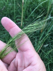 Austrostipa verticillata