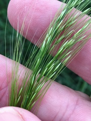 Austrostipa verticillata