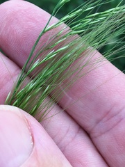 Austrostipa verticillata