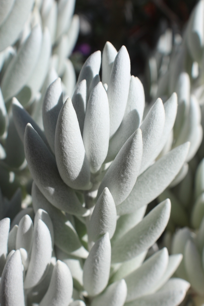 woolly senecio