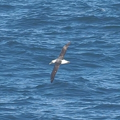 Shy Albatross photo 5