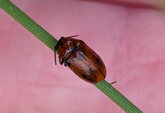 Coptocephala scopolina