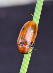 Coptocephala scopolina