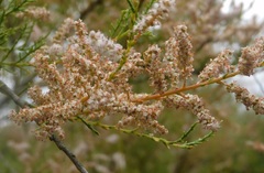 Tamarix africana