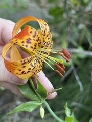Lilium pardalinum