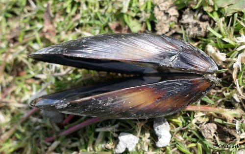 Mediterranean Mussel