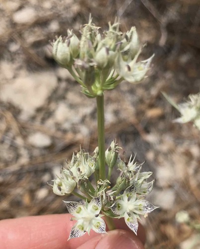 Frasera neglecta