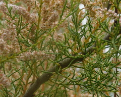 Tamarix africana