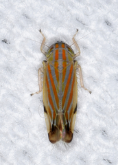 Deltanus texanus