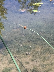 Sympetrum illotum