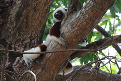 Propithecus coquereli