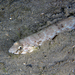 Inshore Lizardfish - Photo (c) Kevin Bryant, some rights reserved (CC BY-NC-SA)
