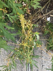 Cuscuta pentagona