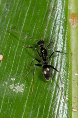 Leptomyrmex burwelli
