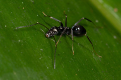 Leptomyrmex burwelli