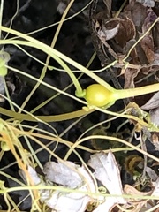 Smicronyx sculpticollis