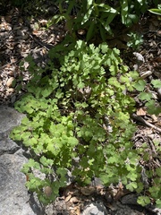 Aquilegia eximia