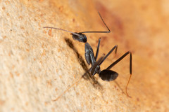 Leptomyrmex mjobergi