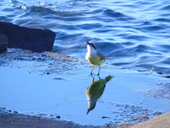 Pitangus sulphuratus