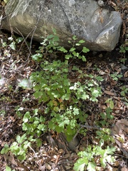 Aquilegia eximia