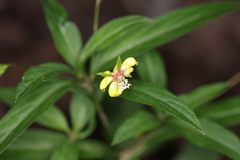 Lysimachia lanceolata