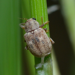 Demotina modesta