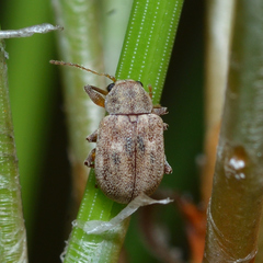 Demotina modesta