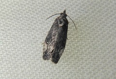 Gymnandrosoma punctidiscanum