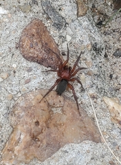Gnaphosa sericata