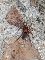 Gnaphosa sericata