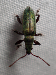 Phyllobius intrusus