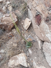 Stanleya viridiflora