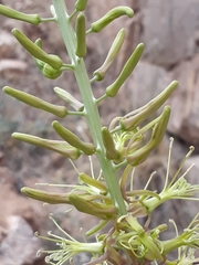 Stanleya viridiflora
