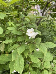 Philadelphus tenuifolius