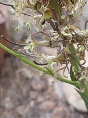 Stanleya viridiflora